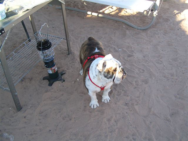 2005 thanksgiving dunes 037