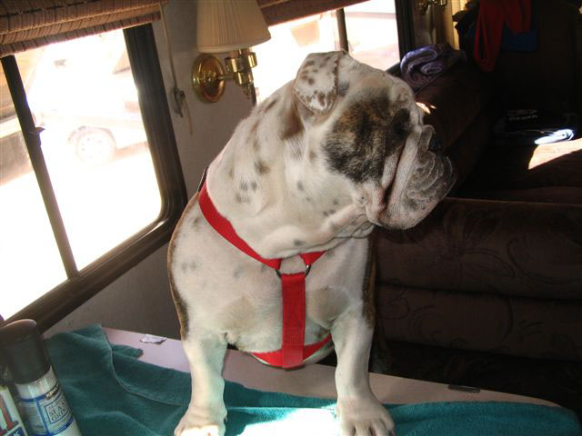 2005 thanksgiving dunes 055