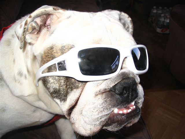 dozer